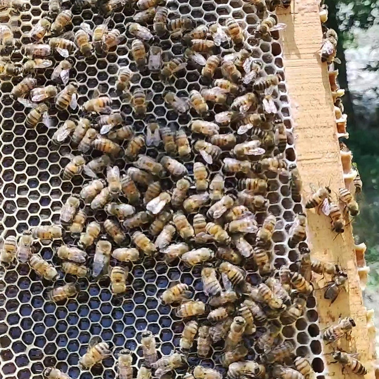 عسل طبیعی مومدار خلخال مارال با موم زنبور عسل و ترکیبات گیاهی کوهستان