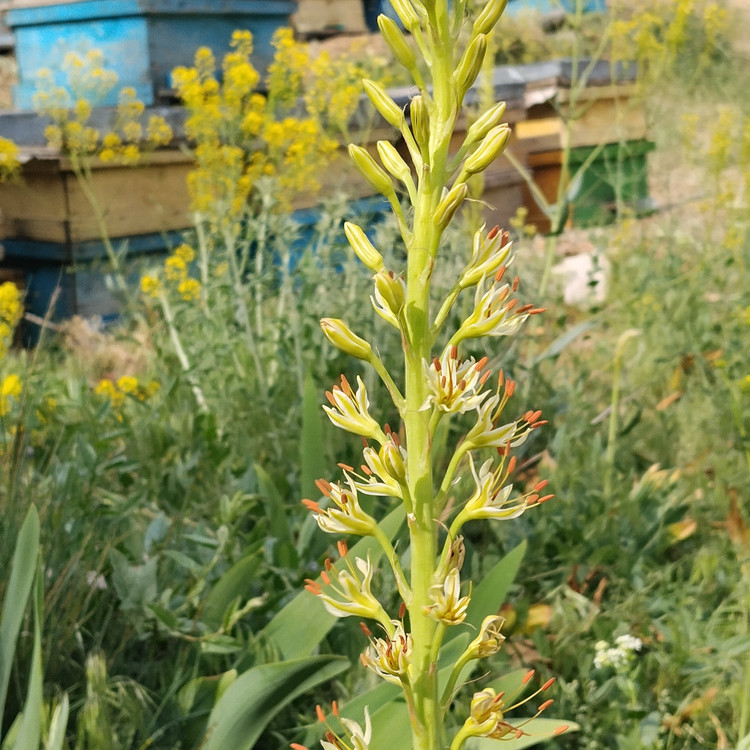 عسل کوهی مومدار مارال دارای شهد گیاهان دارویی گون و آویشن مناطق کوهستانی
